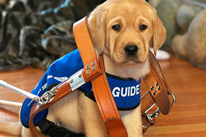 InterCoast Building Solutions is delighted to be a sponsor for the 19th annual Golf for Guide Dogs Event