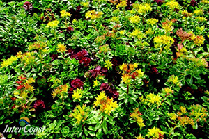 Hydrotech Garden Roof InstaGreen Sedum Tile Product Information